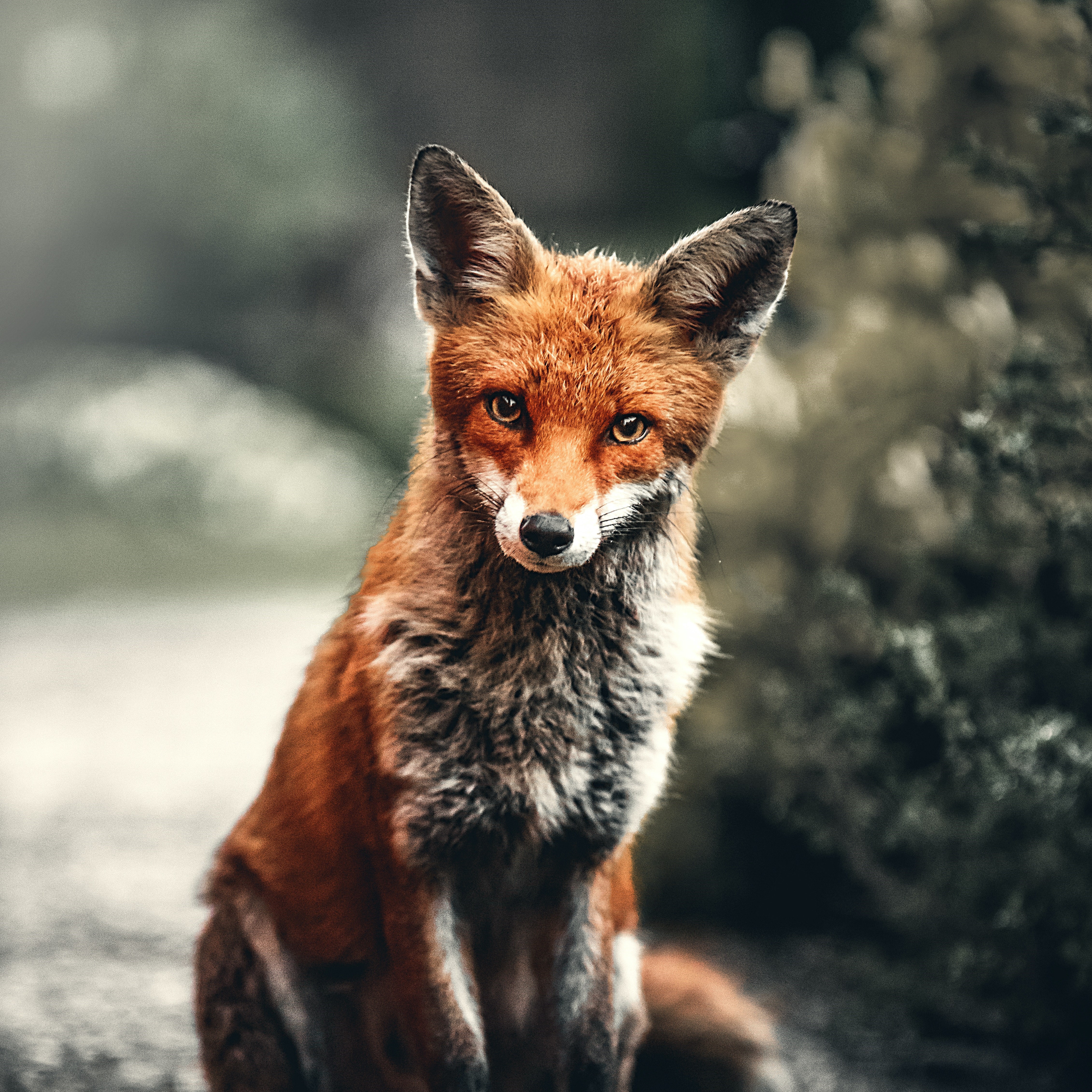 Fox